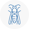 Whittington Wasp Nest Removal